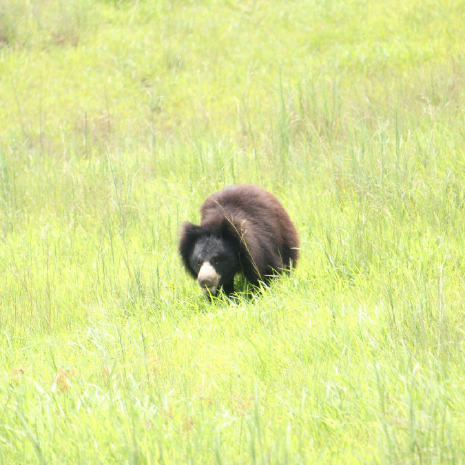 Bandhavgarh Tiger Reserve