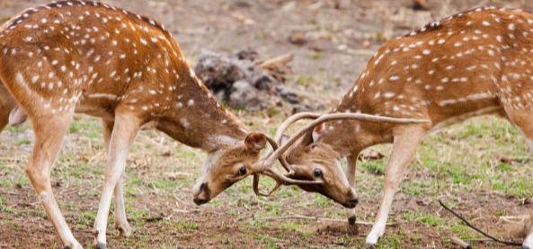 Bandhavgarh Tiger Reserve