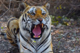 Bandhavgarh Tiger Reserve