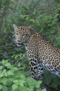 Bandhavgarh Tiger Reserve